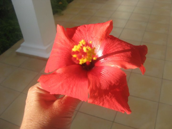 Tout � coup un homme vous offre des fleurs