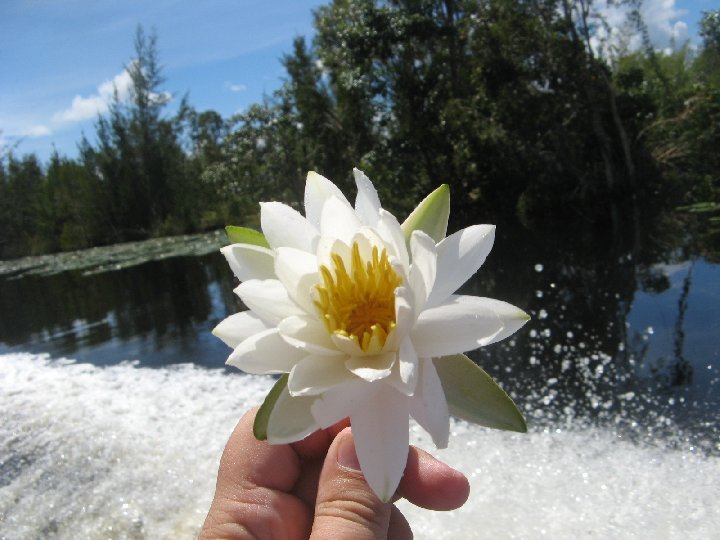 fleur de n�nuphar