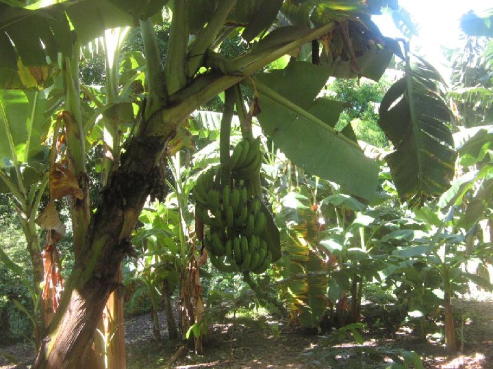 r�gime de bananes