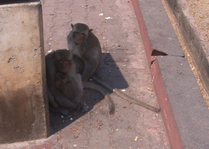 en famille � Lopburi
