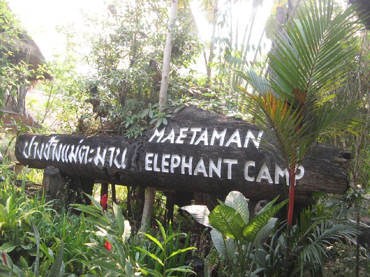 Maetaman: �l�phants de Tha�lande