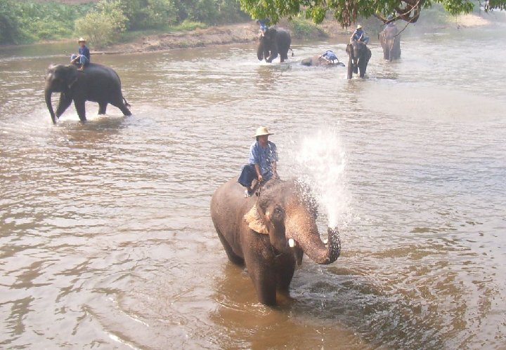 �l�phants de Tha�lande