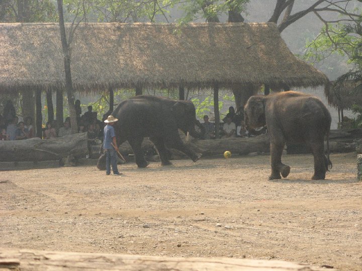 fottball :�l�phants de Tha�lande