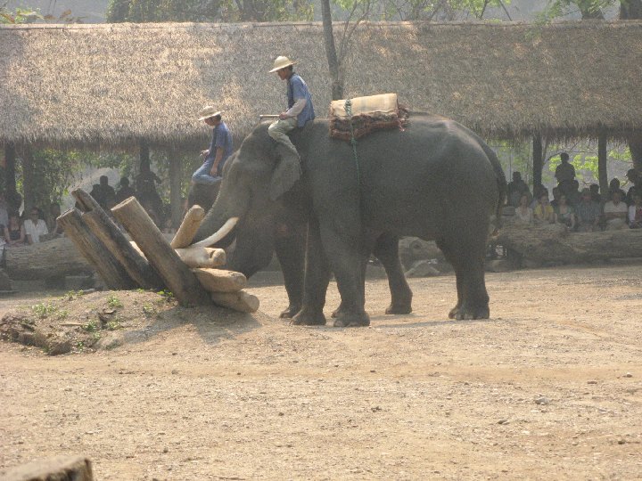 �l�phants de Tha�lande