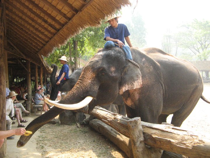�l�phants de Tha�lande