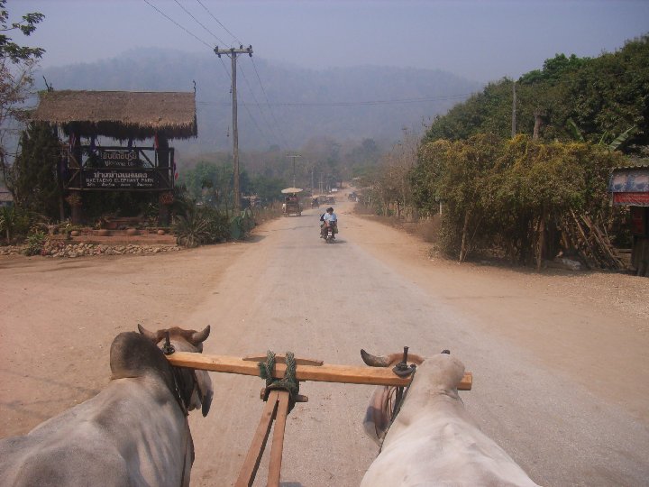Maetaman Elephant Camp