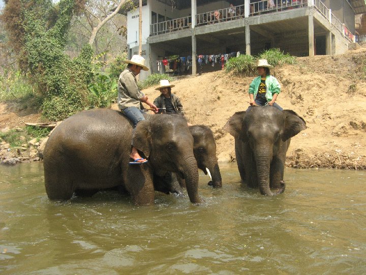 �l�phants de Tha�lande