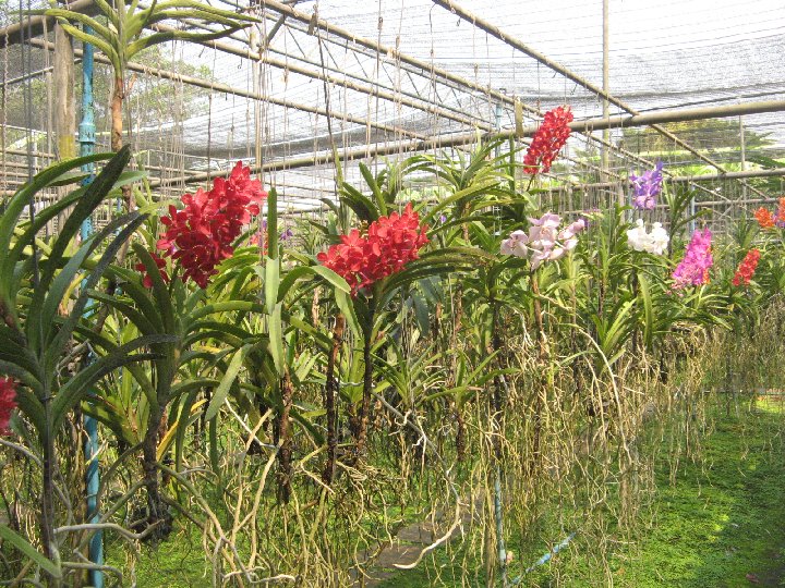 serre � orchid�s en Thailande