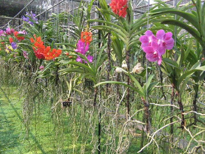 serre � orchidees en Thailande