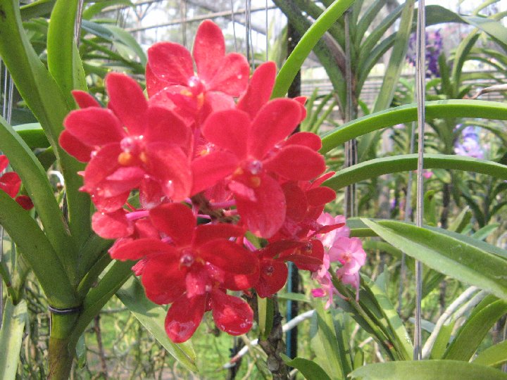 orchid�e