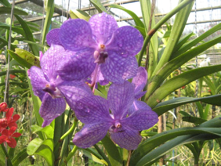 orchid�e