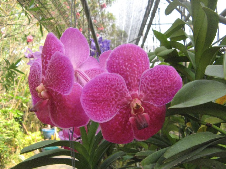 orchidee