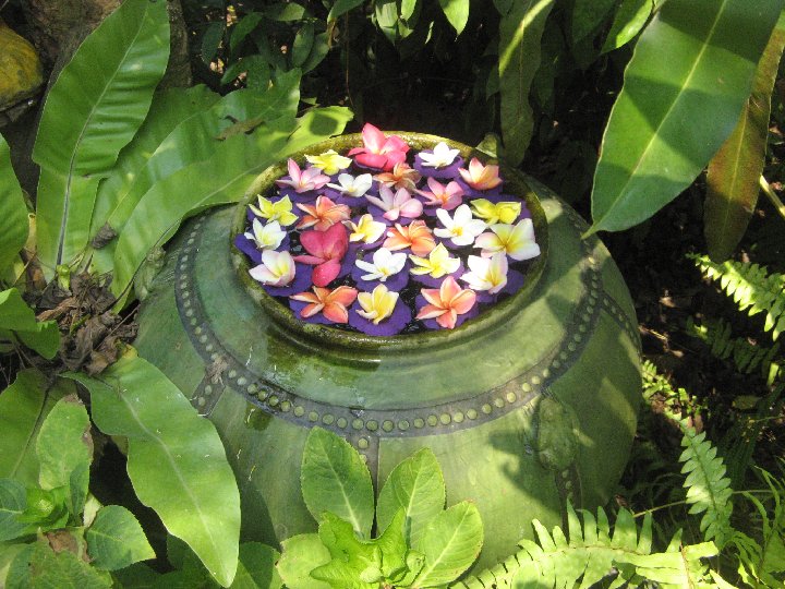 orchiid�es