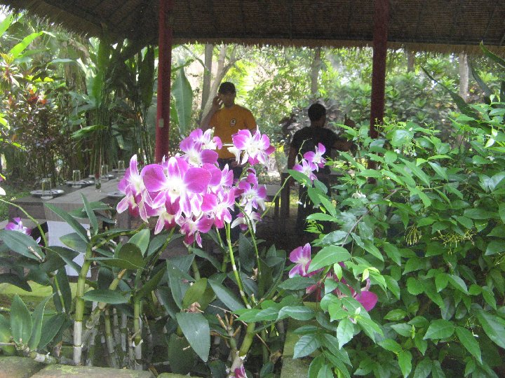 orchid�es