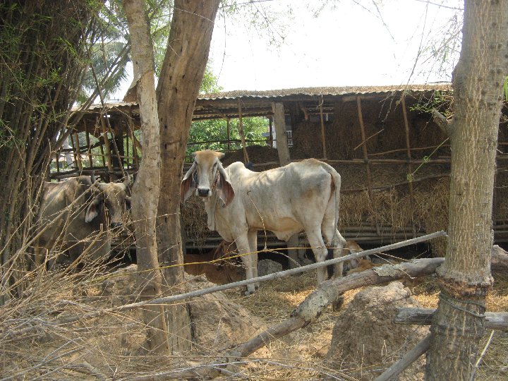 vache Thai � longues oreilles