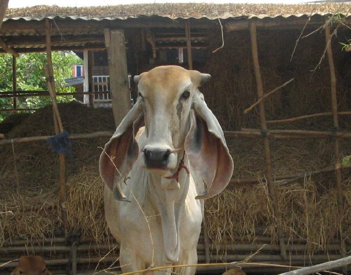 vache � longues oreilles