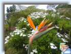 Monte: T�l�ph�rique, fleurs et paniers * (39 Diapositives)